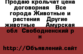 Продаю крольчат цена договорная - Все города Животные и растения » Другие животные   . Амурская обл.,Свободненский р-н